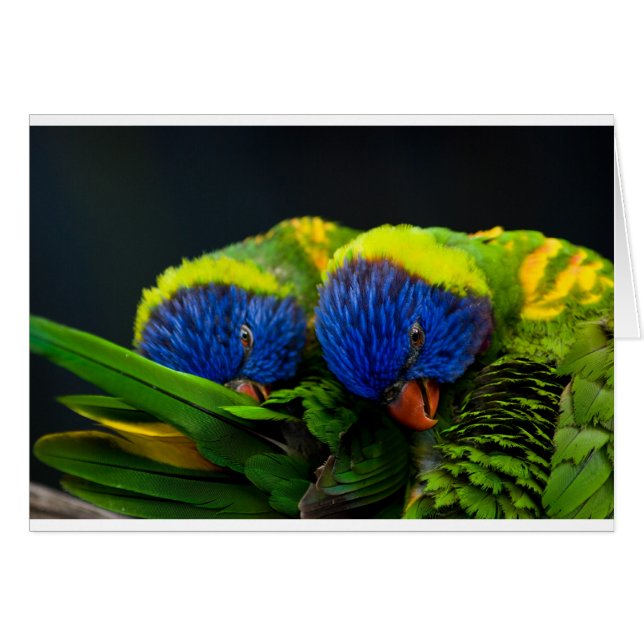 Cartão Lorikeets (Frente Horizontal)