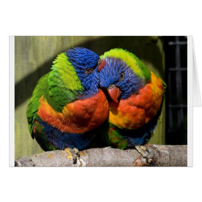 Cartão Lorikeets in Love (Frente Horizontal)