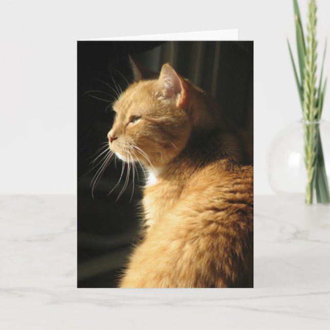 Cartão Loss of pet... (Frente)