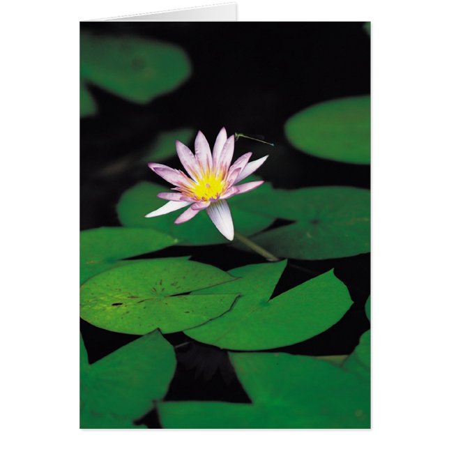 Cartão Lotus (Frente)