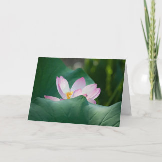 Cartão Lotus #2525
