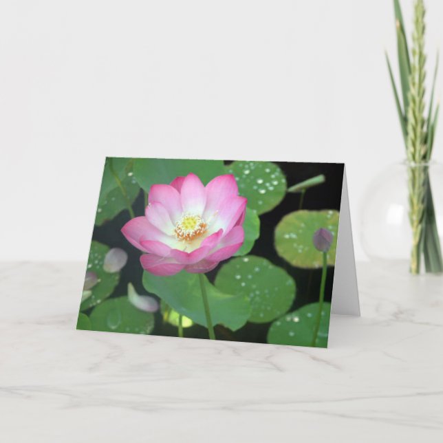 Cartão Lotus Beauty (Frente)