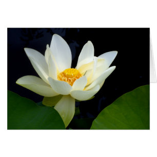 Cartão Lotus Branco