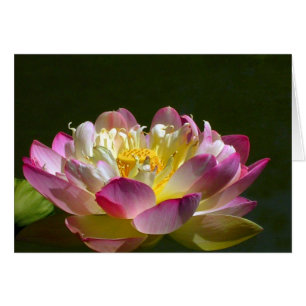 Cartão Lotus cor-de-rosa