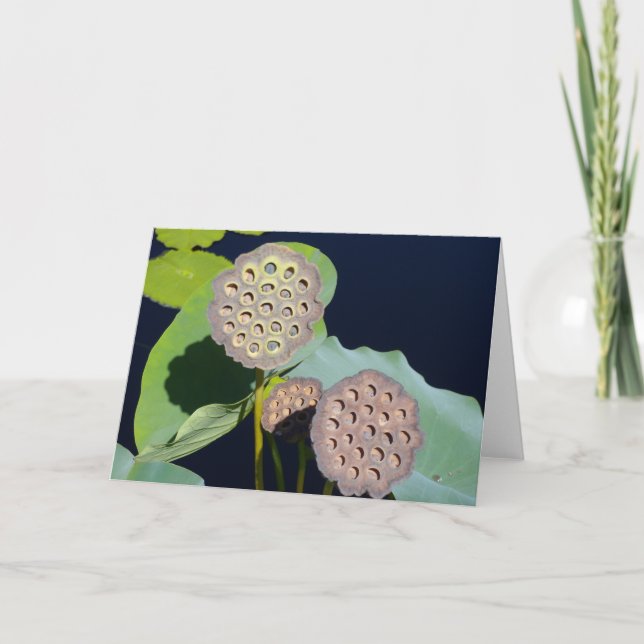 Cartão Lotus Pods (Frente)