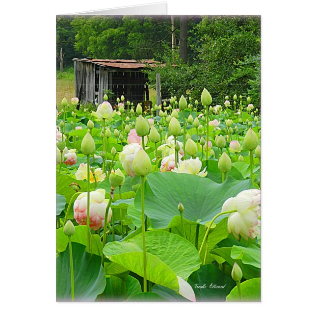 Cartão Lotus Pond Cheio de Flores Sanguíneas (Frente)