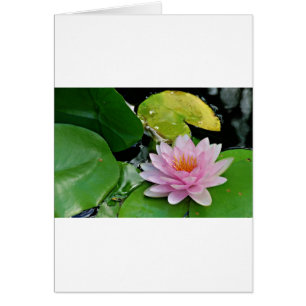 Cartão Lotus Rosa