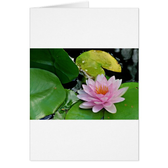 Cartão Lotus Rosa (Frente)