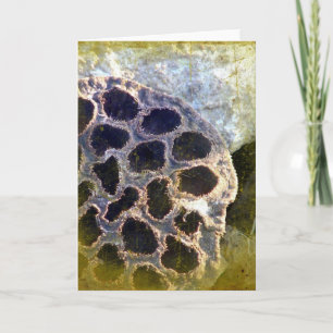 Cartão Lotus Seed Pod