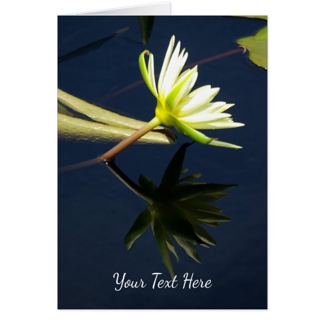 Cartão Lotus Waterlily Branca (Frente)