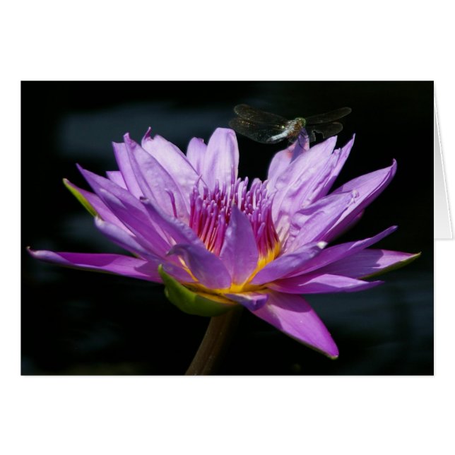 Cartão Lotus Waterlily e Dragonfly Card Roxo (Frente Horizontal)
