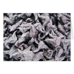 Cartão Loucos de búfalo - água Caltrop