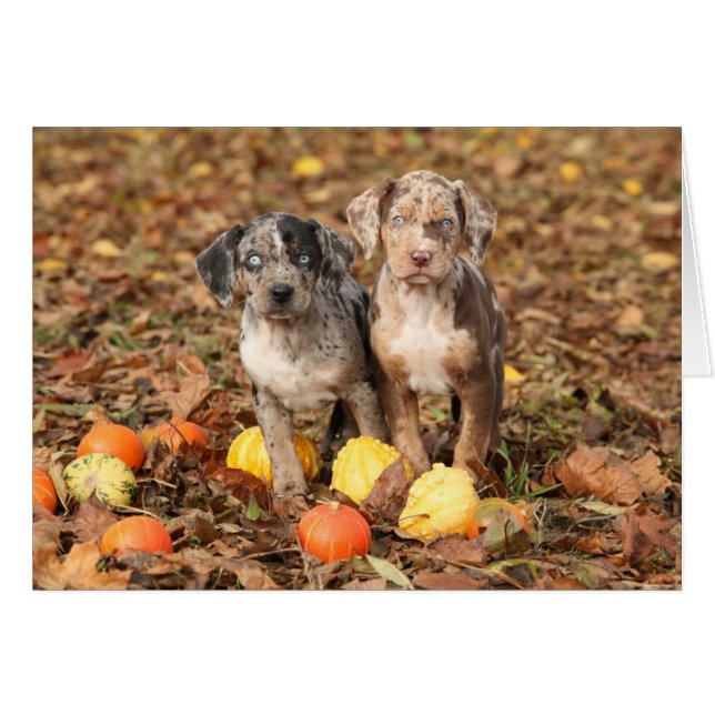 Cartão Louisiana Catahoula Puppies Com Pumpkins (Frente Horizontal)
