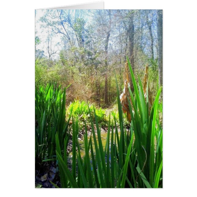 Cartão Louisiana Iris, Creek Side, (Frente)