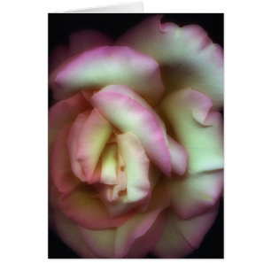 Cartão <Love is a Rose> por Nathan Griffith