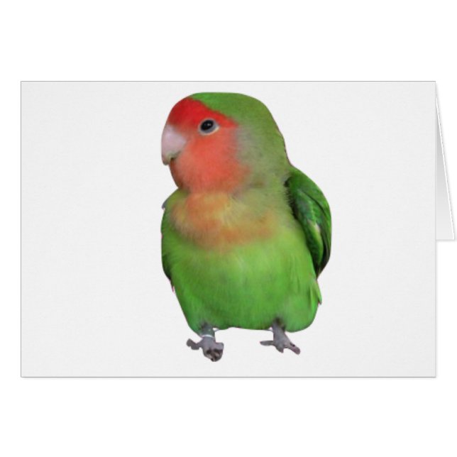 Cartão Lovebird Pêssego-enfrentado (Frente Horizontal)
