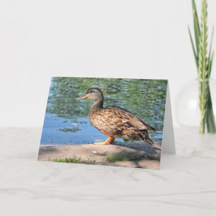 Cartão Lovely Day for a Dip Blank Note Card