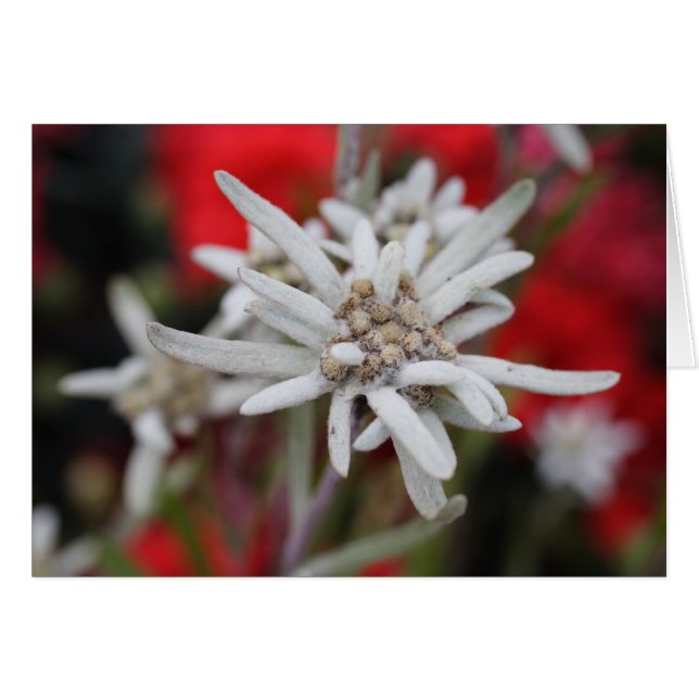 Cartão Lovely Edelweiss Leontopodium nivale (Frente horizontal)
