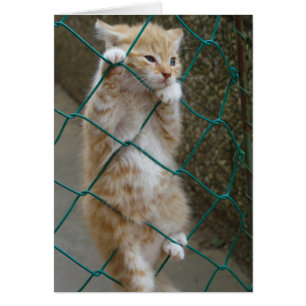 Cartão Lovely Orange Tabby Baby