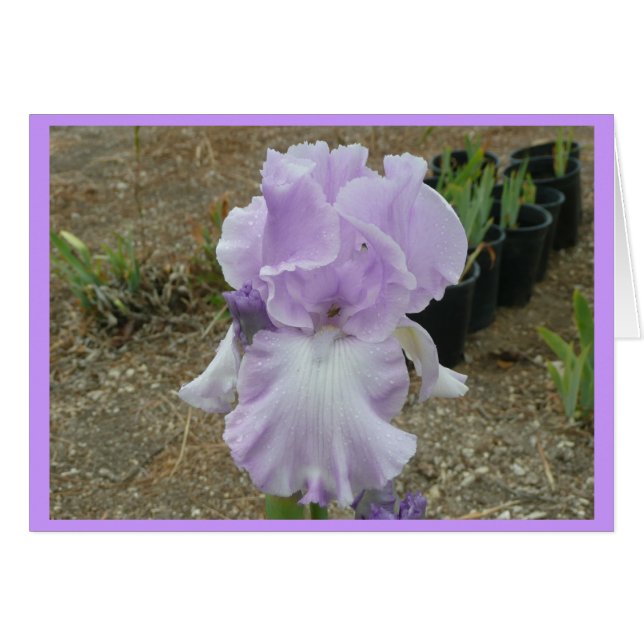 Cartão Lovely Pale Purple Iris (Frente Horizontal)