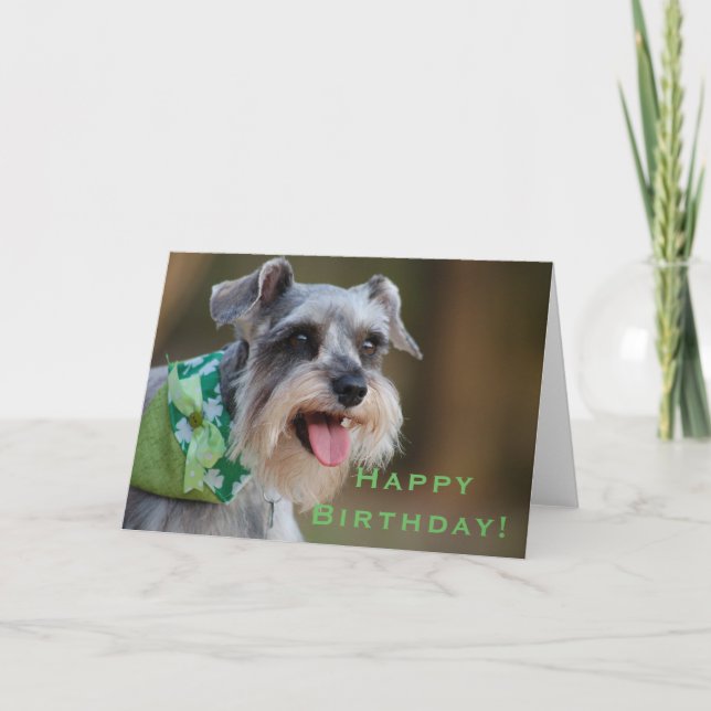 Cartão Lucky Miniature Schnauzer Happy Birthday (Frente)
