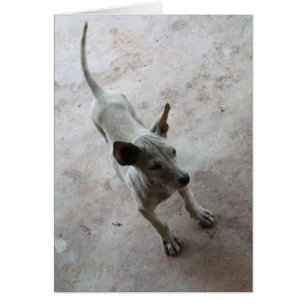 Cartão Luk Maa... Tailandês Soi Puppy Dog