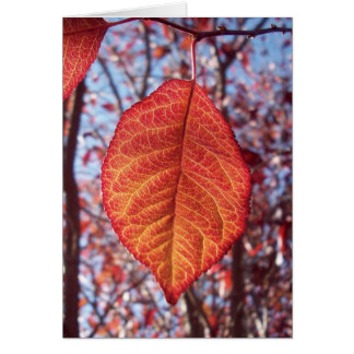 Cartão Luminosidade vibrante