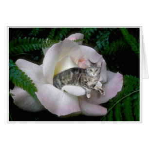 Cartão Luna aumentou