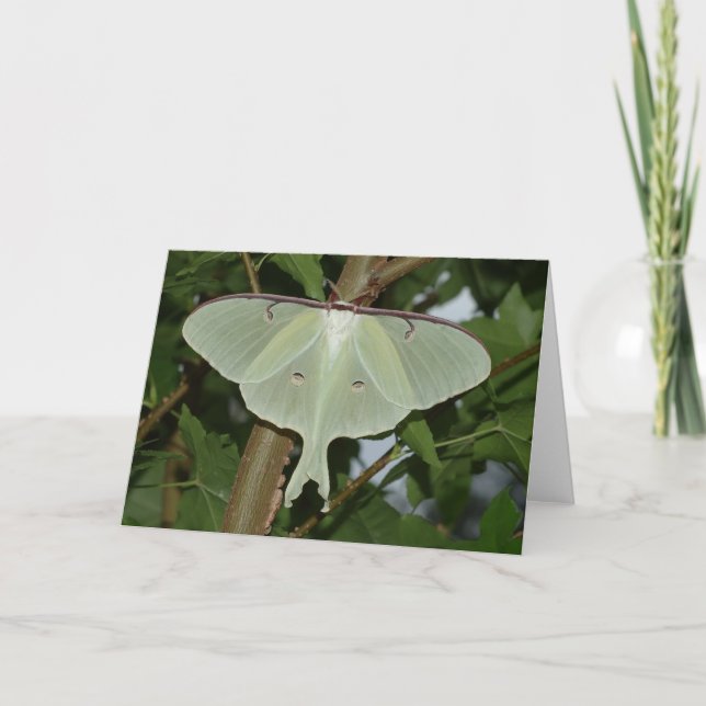 Cartão Luna moth (Frente)