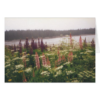 Cartão "Lupinas, Vinalhaven, Maine"