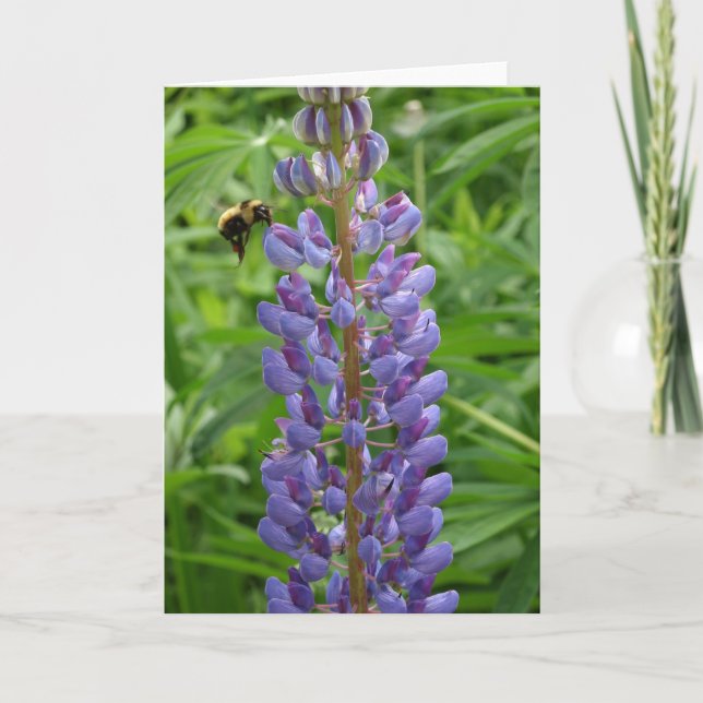 Cartão Lupine and bee notecard (Frente)