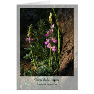 Cartão Lupine da soda da uva - Notecard nativo