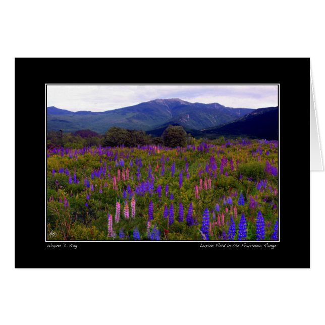 Cartão Lupine Field na Franconia Range Card (Frente Horizontal)