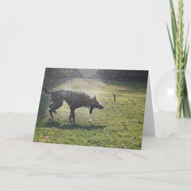 Cartão Lurcher After A Swim - Greeting Card (Frente)