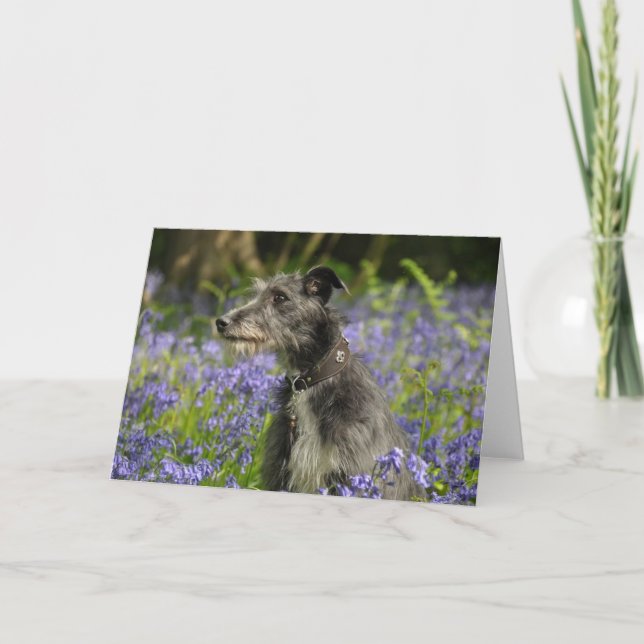 Cartão Lurcher in the Bluebells Greetings Card (Frente)