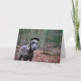 Cartão Lurcher in woodland greetings card