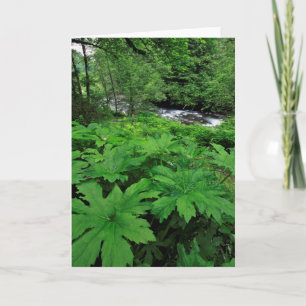 Cartão Lush Green Forest Vegetation