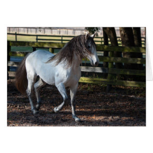 Cartão Lusitano Stallion