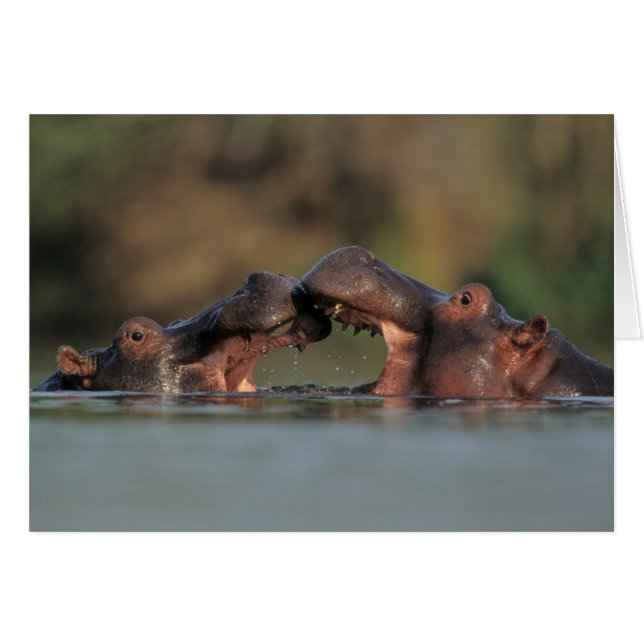 Cartão Luta Hippos (Hippopotamus Amphibius) (Frente Horizontal)