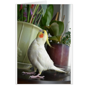 Cartão Lutino Cockatiel
