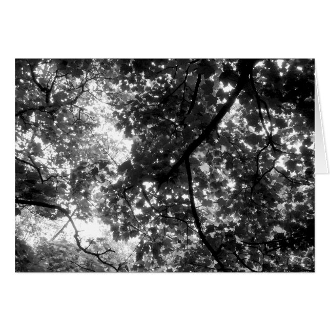 Cartão Luz através das árvores (Frente Horizontal)