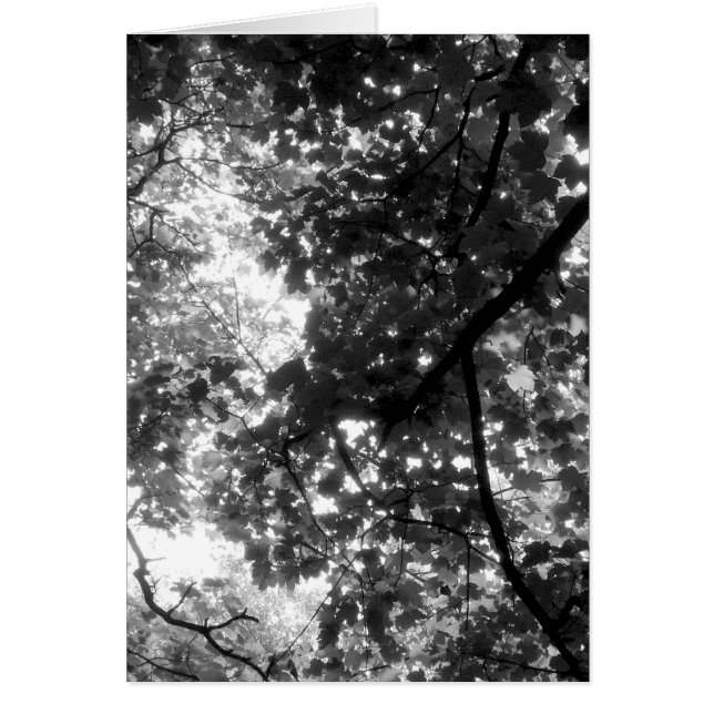 Cartão Luz através das árvores - Vertical (Frente)
