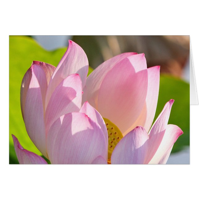 Cartão Luz da manhã (Frente horizontal)