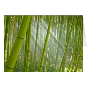 Cartão Luz da manhã filtrando através do bambu