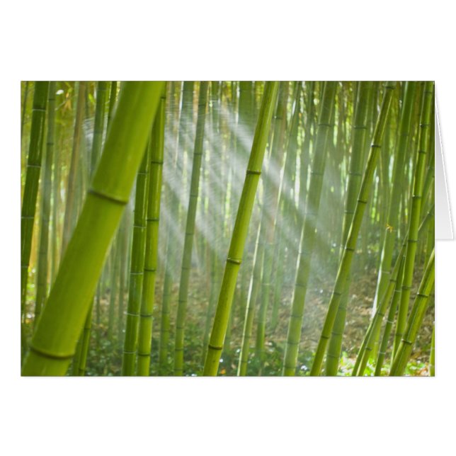 Cartão Luz da manhã filtrando através do bambu (Frente Horizontal)