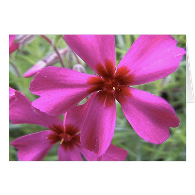 Cartão luz das estrelas, estrela brilhante (Frente Horizontal)