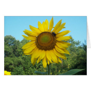 Cartão Luz do sol do bom dia