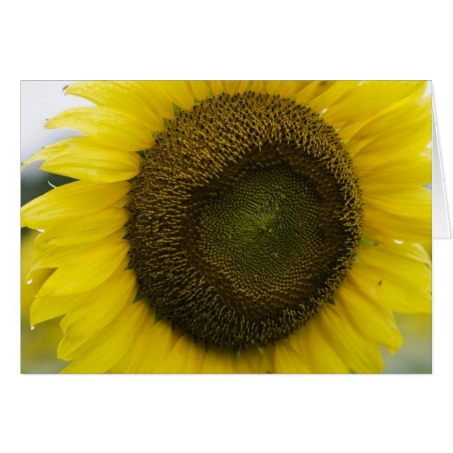 Cartão Luz do sol do verão (Frente Horizontal)