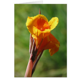 Cartão Luz - laranja