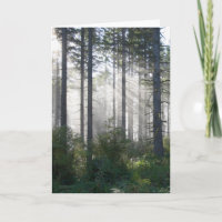 Luz solar que quebra através de uma floresta